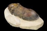 Bargain, Paralejurus Trilobite Fossil - Foum Zguid, Morocco #119838-2